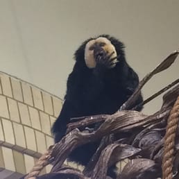 Within reach- in the small primates house - also pees all over the place.