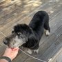 Photo of Le9 Pet Grooming