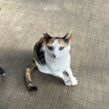 Huggo's Restaurant - Free Cat Petting - Seafood Near Me - Kailua-Kona, Hawaii Huggo's Restaurant - Free Cat Petting - Seafood Near Me - Kailua-Kona, Hawaii