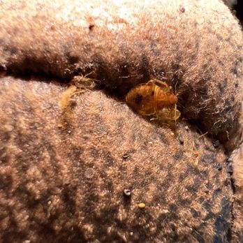 Buckeye Bug Services - Bed Bugs Canal Winvhester Ohio - Pest Control Near Me - Thornville, Ohio Buckeye Bug Services - Bed Bugs Canal Winvhester Ohio - Pest Control Near Me - Thornville, Ohio