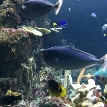 Seattle Aquarium - Aquariums Near Me - Seattle, Washington Seattle Aquarium - Aquariums Near Me - Seattle, Washington