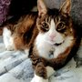 Town and Country Cat Hospital