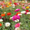 The Oregon Garden gift card