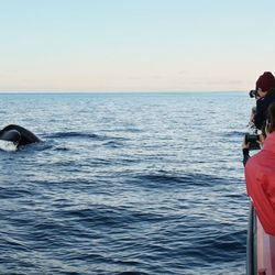 Tadoussac Autrement - La baleine Tic Tac Toe fait son show