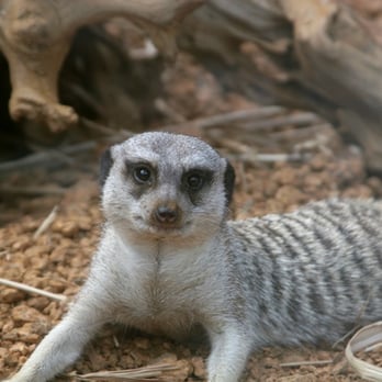 Indianapolis Zoo - Meerkat - Zoos Near Me - Indianapolis, Indiana Indianapolis Zoo - Meerkat - Zoos Near Me - Indianapolis, Indiana