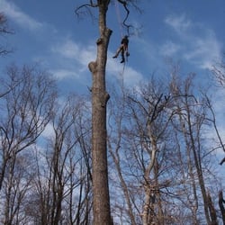 On Top Tree Service