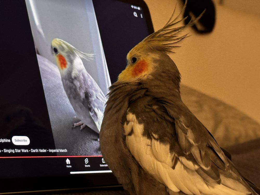 Birdhouse Boarding - pet boarding facility in San Jose, CA
