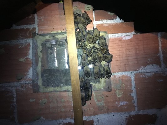 AJS Wildlife Solutions