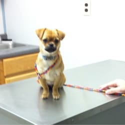 Town & Country Animal Hospital - Pikachu loves his new vet.