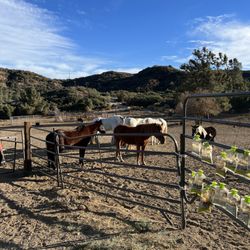 Running Horse Ranch - Horses