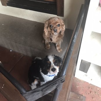 Pro-Groom - Here they are after grooming - Pet Groomers Near Me - Flagstaff, Arizona