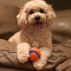 BarMor Puppies - Our happy and healthy puppy.