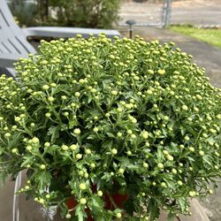 Forest Lake Gardens - Large mum 10.00