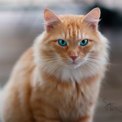 Cannon Cams Productions - Captivating feline personality