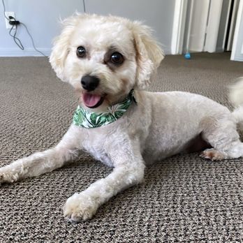 K9Klipper - After - Pet Groomers Near Me - Long Beach, California K9Klipper - After - Pet Groomers Near Me - Long Beach, California
