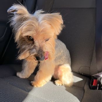 Pawfect Pet Salon - Pet Groomers Near Me - Las Vegas, Nevada Pawfect Pet Salon - Pet Groomers Near Me - Las Vegas, Nevada