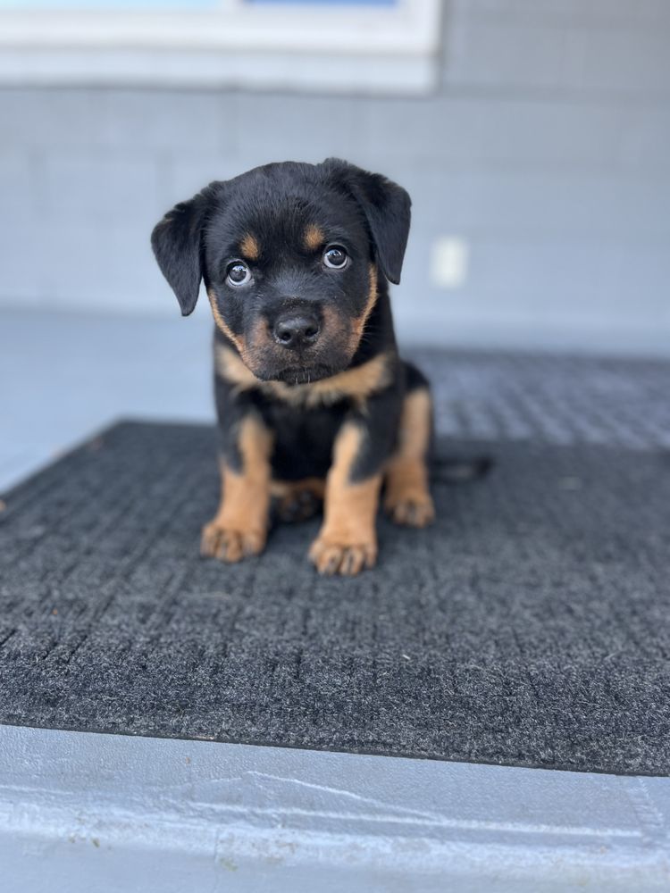 Von Arroyo Kennels - pet boarding facility in Elk Grove, CA
