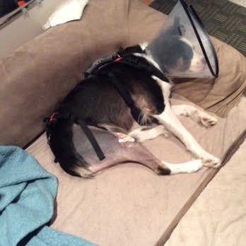 Petplan Pet Insurance - She could not walk after double knee replacements she needed canine rehabilitation PETPLAN REFUSED HER! - Pet Insurance Near Me Petplan Pet Insurance - She could not walk after double knee replacements she needed canine rehabilitation PETPLAN REFUSED HER! - Pet Insurance Near Me