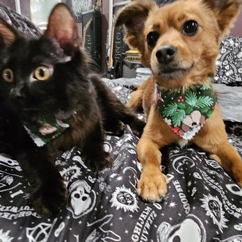Fur Town Pet Spa- Arcadia - Ozzy Pawsborne & Scraps - Pet Groomers Near Me - Arcadia, California