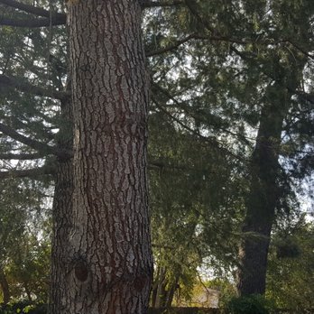 Sherman Oaks Tree Service - Tree Services Near Me
