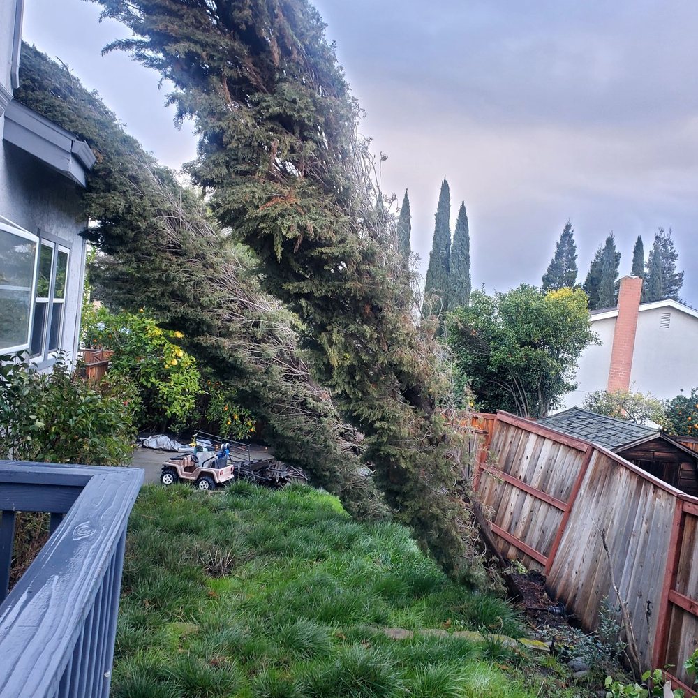 Bay Area Tree Pro - They removed the trees that fell against my house during the storm in Feb. - Tree Services Near Me