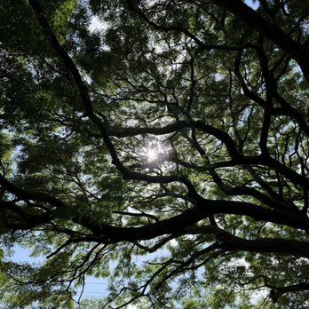 Mark Twain Monkey Pod Tree - Looking up into the soft green canopy - Landmarks & Historical Buildings Near Me - Naalehu, Hawaii Mark Twain Monkey Pod Tree - Looking up into the soft green canopy - Landmarks & Historical Buildings Near Me - Naalehu, Hawaii