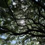 Photo of Mark Twain Monkey Pod Tree