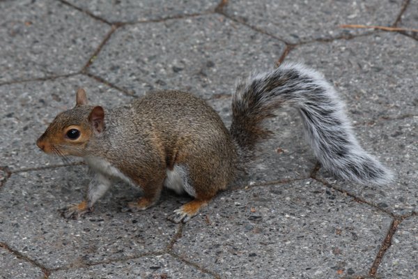 Central Park Zoo by null