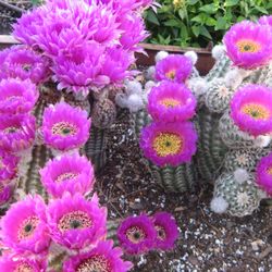 Chaparral Cactus & Succulents - Lace Cactus (Echinocereus reichenbachii)
