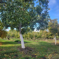 Beautiful trees coming up ti the stand