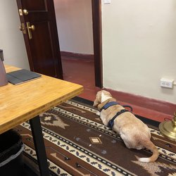 Firehouse 135 - Denny "guarding" my office :)
