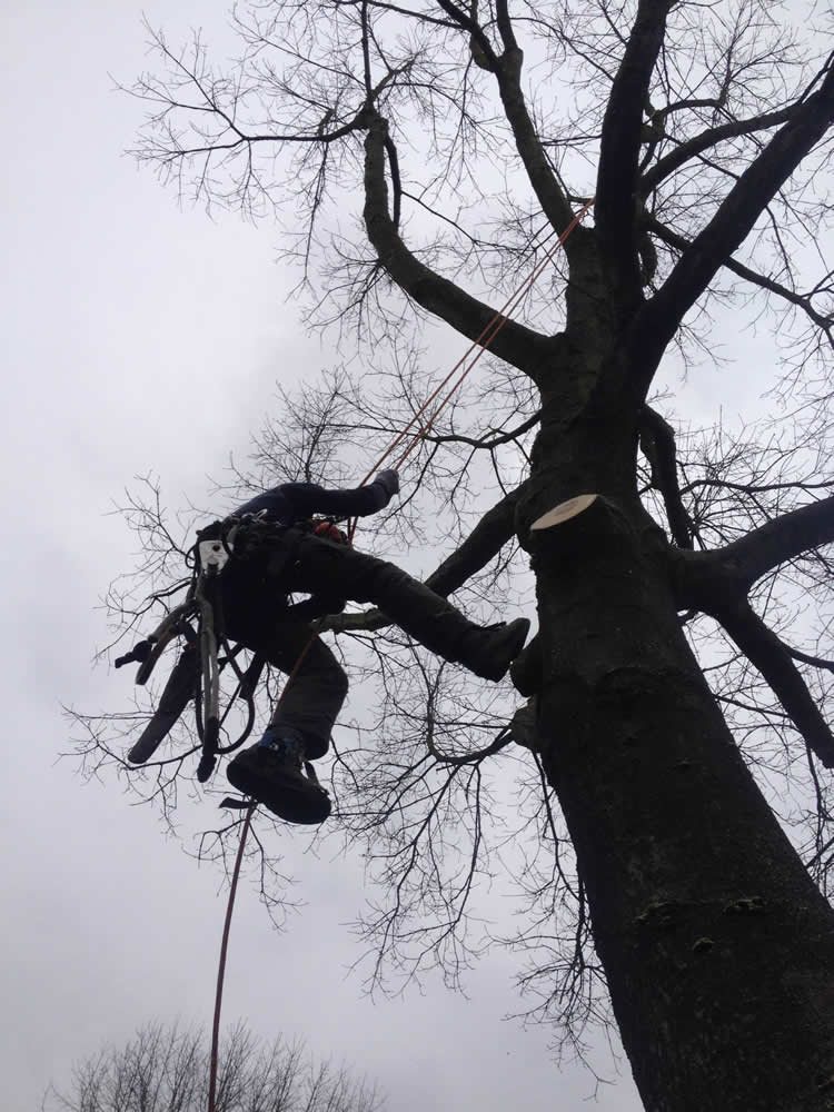 THE TREE CO SERVICES Updated March 2024 49 Lower Camden, London