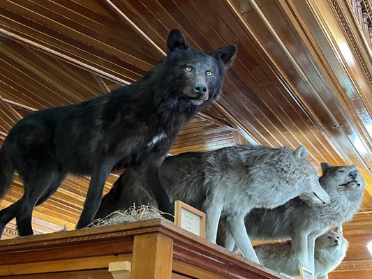 Banff Park Museum National Historic Site by null