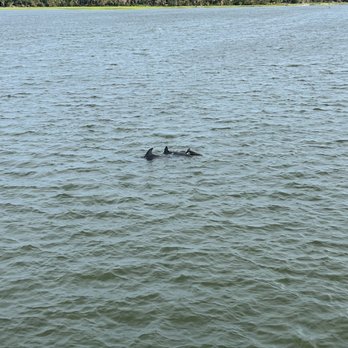 Captain Derek's Dolphin Adventure - Dolphins - Tours Near Me - Tybee Island, Georgia