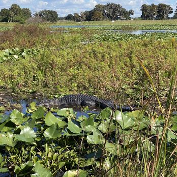 Wild Willy's Airboat Tours - Huge gator - Boat Tours Near Me - Saint Cloud, Florida