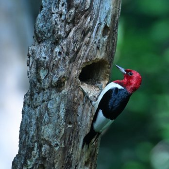Eagle Ridge Resort - Red headed woodpecker by the nest hole - Hotels Near Me - Galena, Illinois Eagle Ridge Resort - Red headed woodpecker by the nest hole - Hotels Near Me - Galena, Illinois