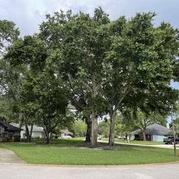 Black Creek Tree Co - Diseased tree - Tree Services Near Me - Middleburg, Florida