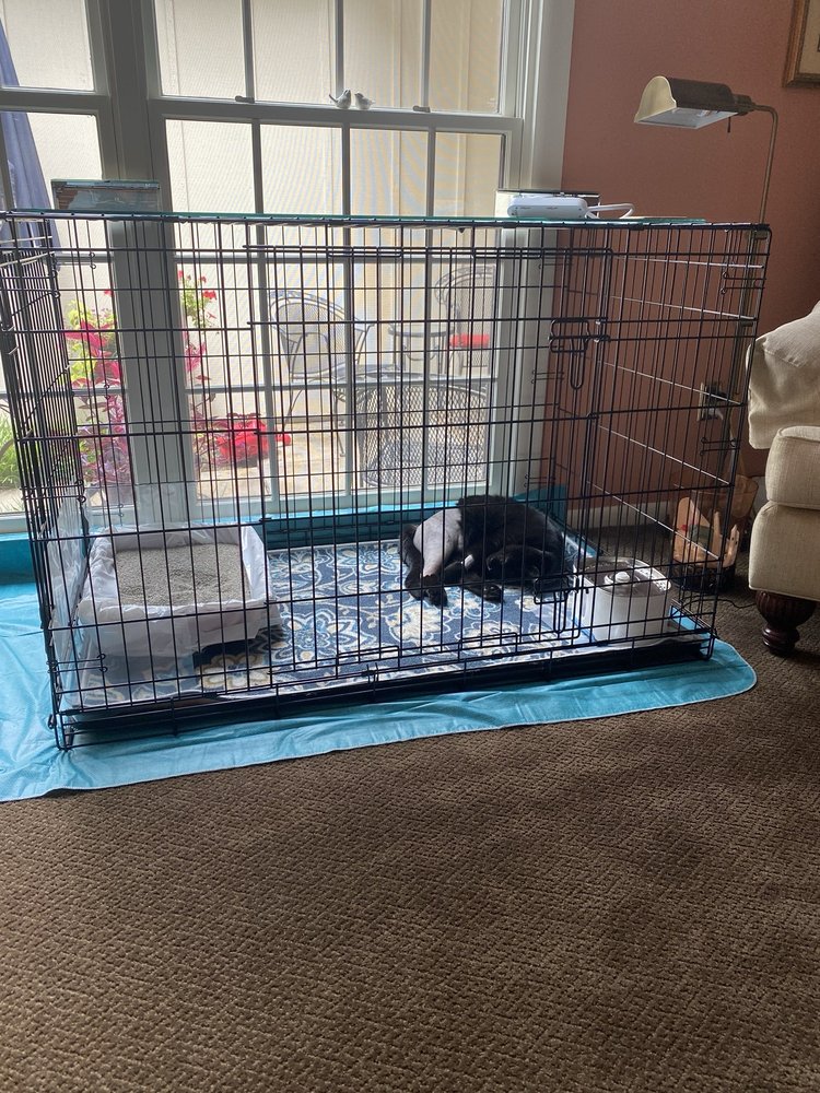 Kansas City Veterinary Care - pet boarding facility in Kansas City, MO