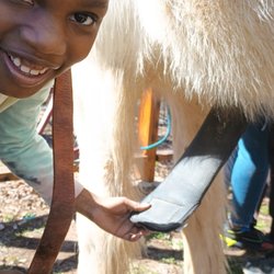 Summit's Valley Shires And Sport Horses - Saddling up!