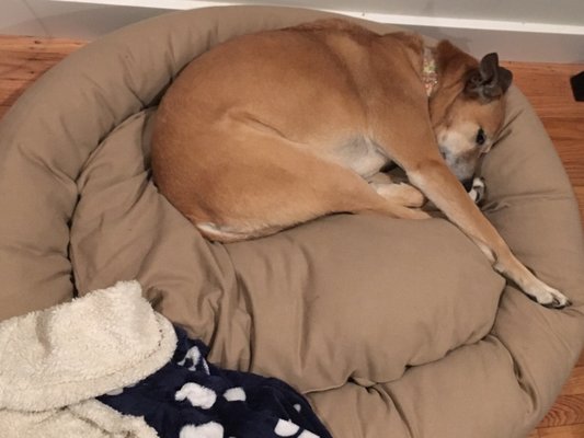 For Your Dogs Only - FYDO Manufacturer of pet beds by null