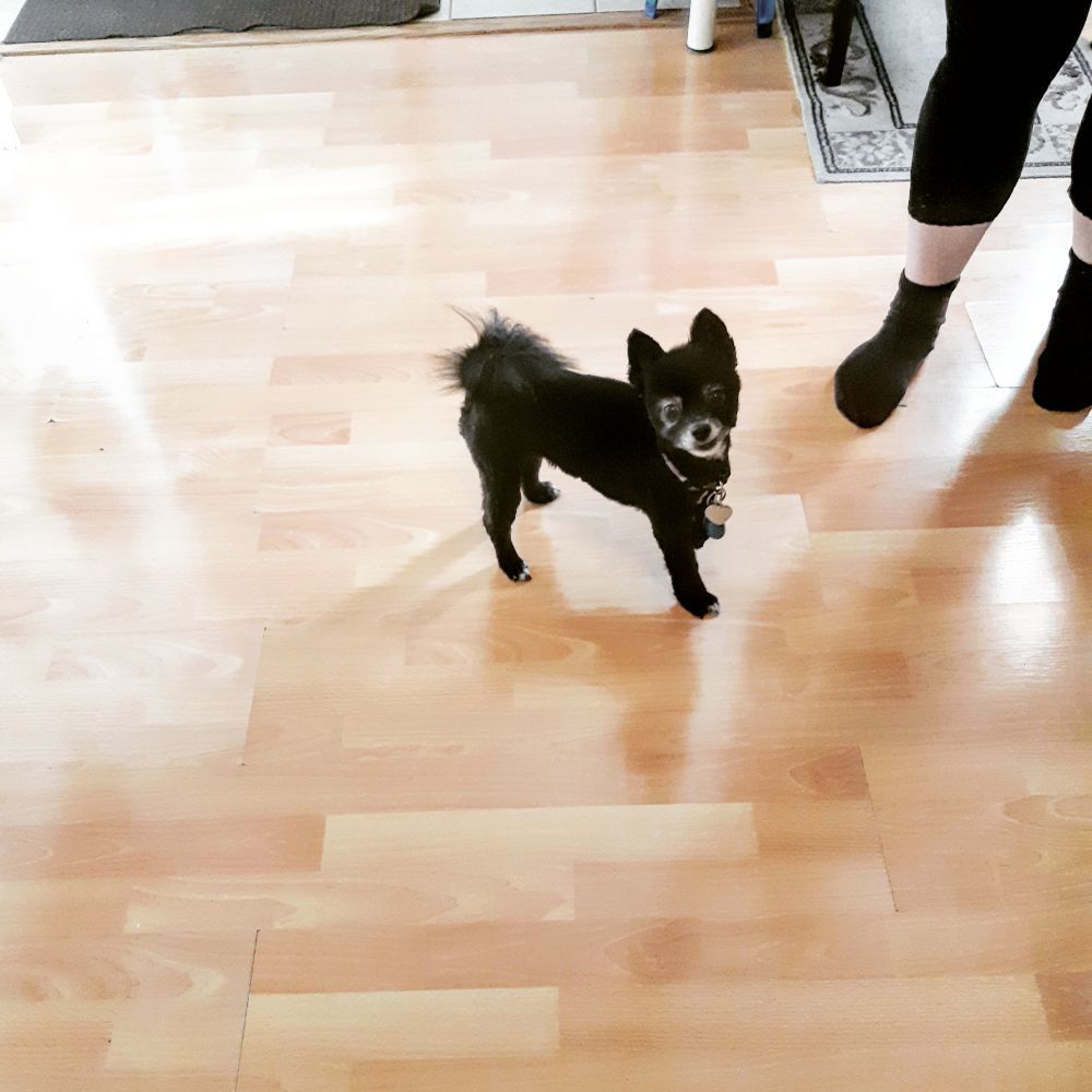 DOG GROOMING ON WHEELS Updated September 2024 19 Photos Edmonton