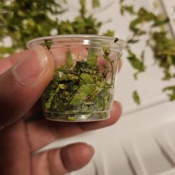 Pos Bueno Restaurant & Bar - Decomposed cilantro