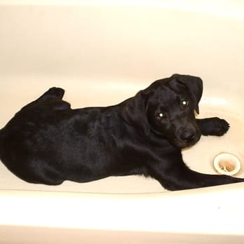Rockstar Grooming - Sheela my black lab in the tub - Pet Groomers Near Me - Albuquerque, New Mexico