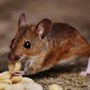 Photo of One Peak Pest Control