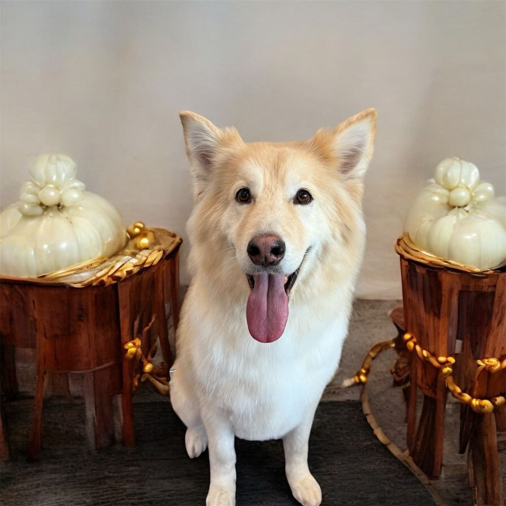 Lou’s Pet Services - pet boarding facility in Honolulu, HI
