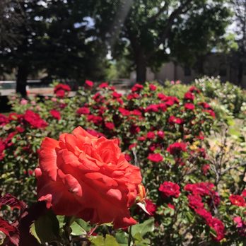 Harvey Cornell Rose Park - Parks Near Me - Santa Fe, New Mexico