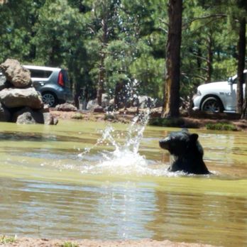 Bearizona - Watched bear play in water. - Zoos Near Me - Williams, Arizona Bearizona - Watched bear play in water. - Zoos Near Me - Williams, Arizona