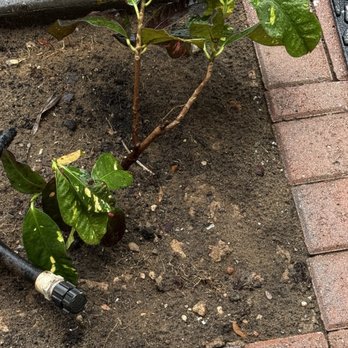 Corestone Outdoor Living - Sick plants - Artificial Turf Near Me - Orlando, Florida Corestone Outdoor Living - Sick plants - Artificial Turf Near Me - Orlando, Florida
