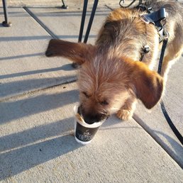 Pepper the puppy loves her Human Bean "puppicino"
