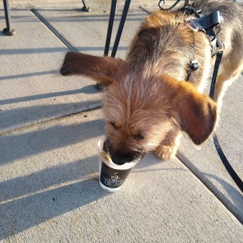 The Human Bean - Pepper the puppy loves her Human Bean "puppicino" - Coffee & Tea Near Me - Hillsboro, Oregon